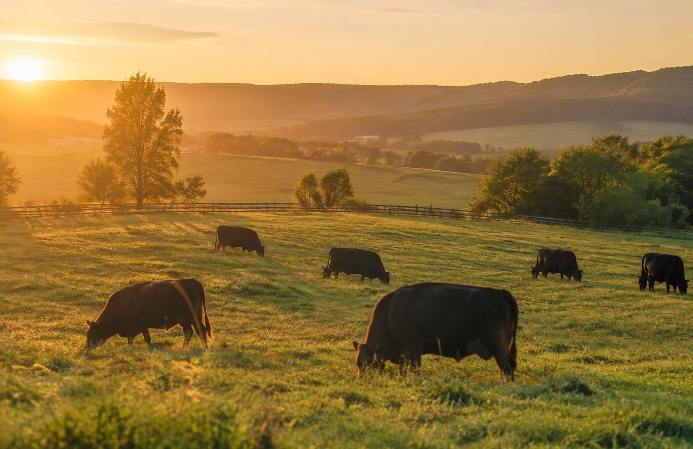 Cattle grazing on an Ontario pasture at golden hour
