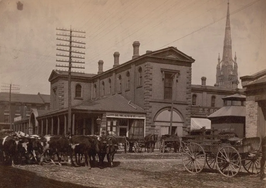 Historic photograph of St. Lawrence Market with cattle and wagons, around 1890